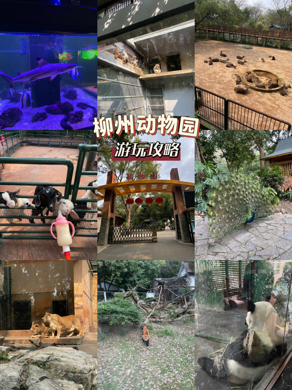 柳州动物园旅游攻略!好逛好玩好出片! 谁说动物园只适合小朋友来的!