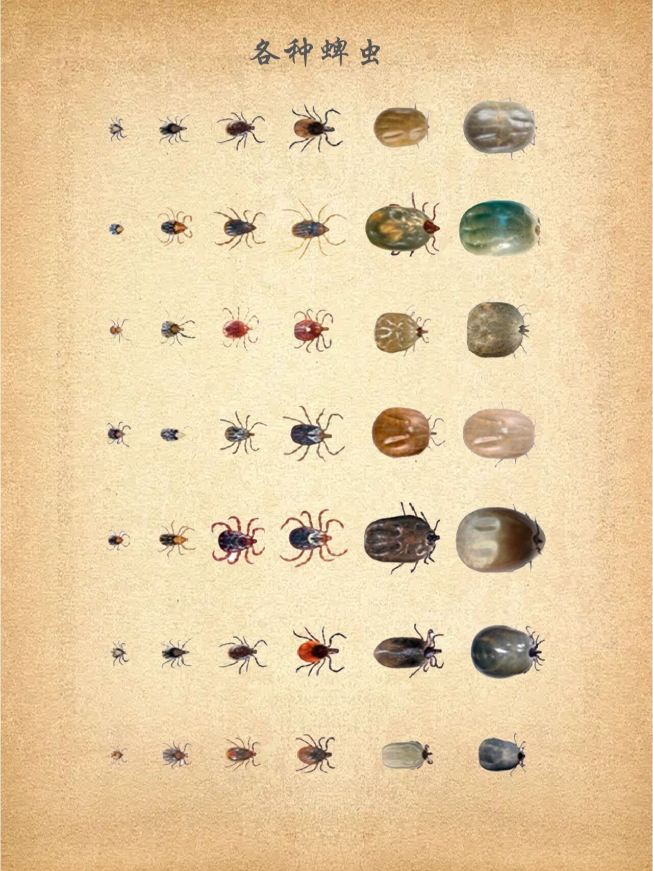 在户外如何去除身上的蜱虫 99又要到了徒步露营的好时节,随之而来的