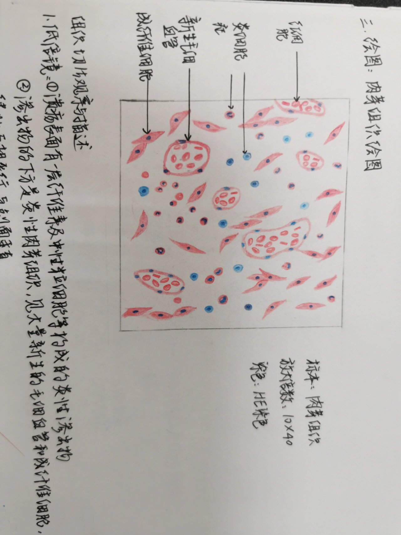 肉芽组织红蓝铅笔图片