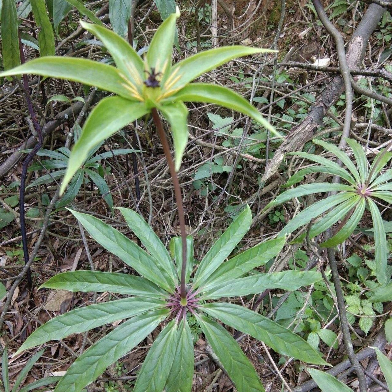 每日一花|七葉一枝花 七葉一枝花:為百合科重樓屬的植物,別名蚤休,重