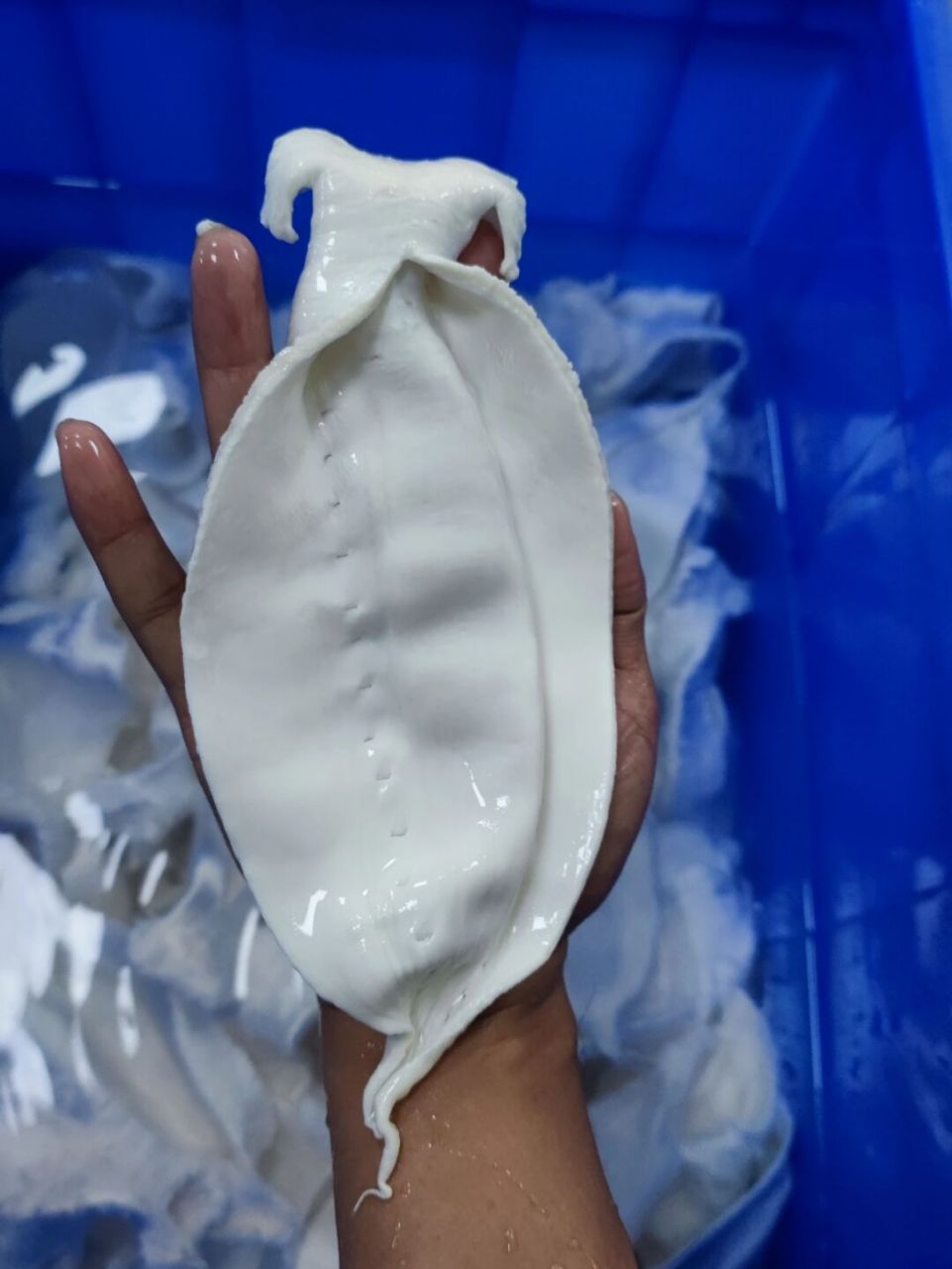 本港赤嘴鳘鲜鱼胶 本港赤嘴鳘鲜鱼胶,手工清水洗胶#赤嘴鳘鱼胶