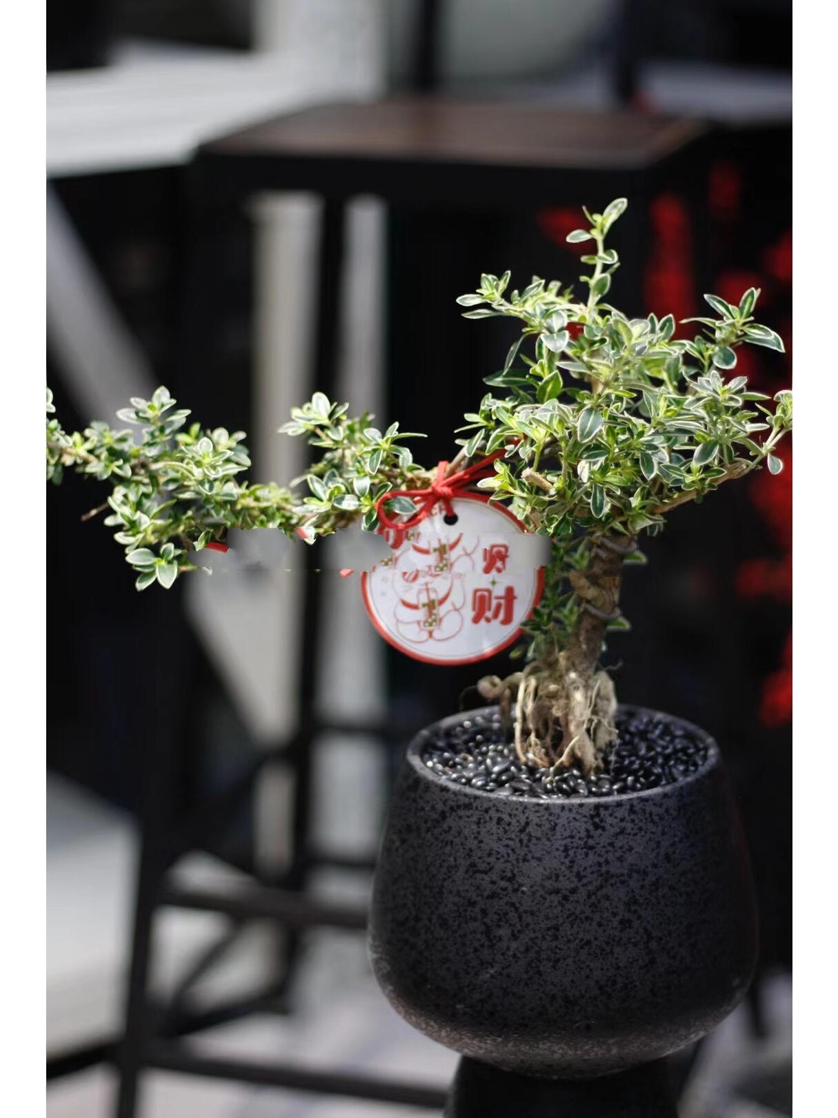 悬崖造型六月雪,耐寒盆景