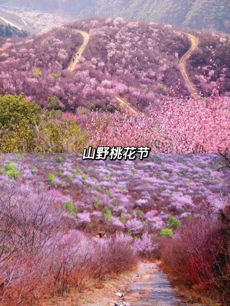 郑国渠第四届桃花节图片