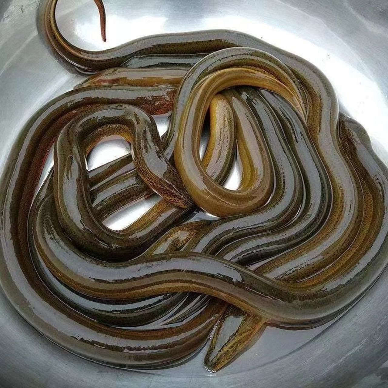 纯野生黄鳝 黄鳝有盘鳝,1到3两的,冬天到了,黄鳝真的越来越少,要吃