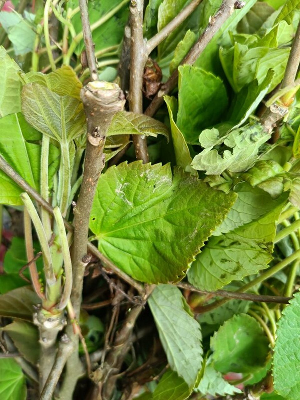 一亩桐子树的利润	山桐子有哪些风险 山桐子树图片	山桐子树 山桐子油