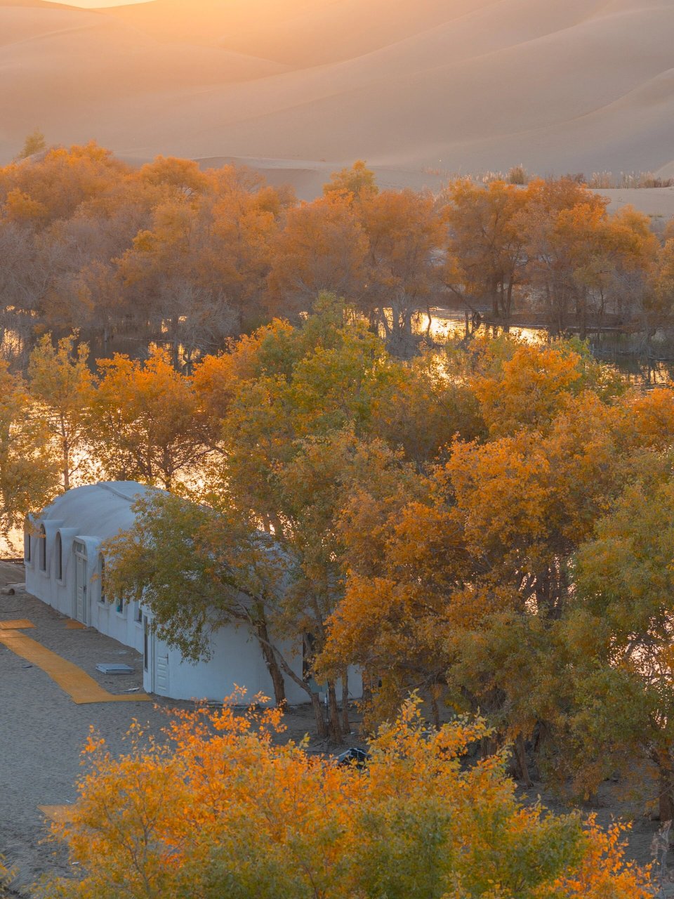 尉犁县·罗布人村寨·葫芦岛 尉犁县有两处秋色景区 那就是罗布人村寨
