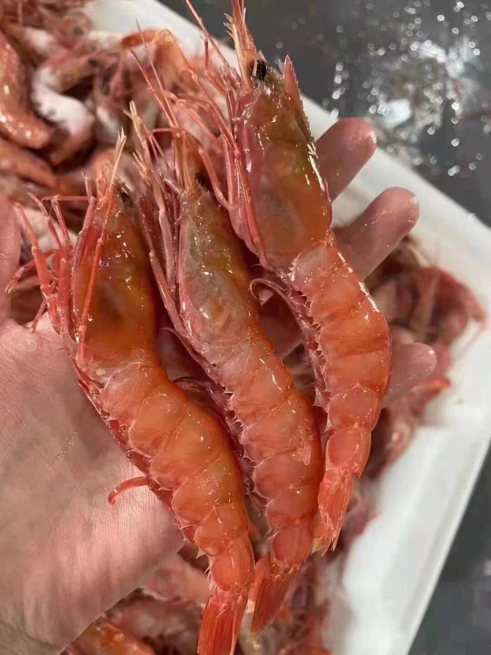 舟山野生红虾 红虾现在市场价高了许多 渔船一手货源储备充足,我们