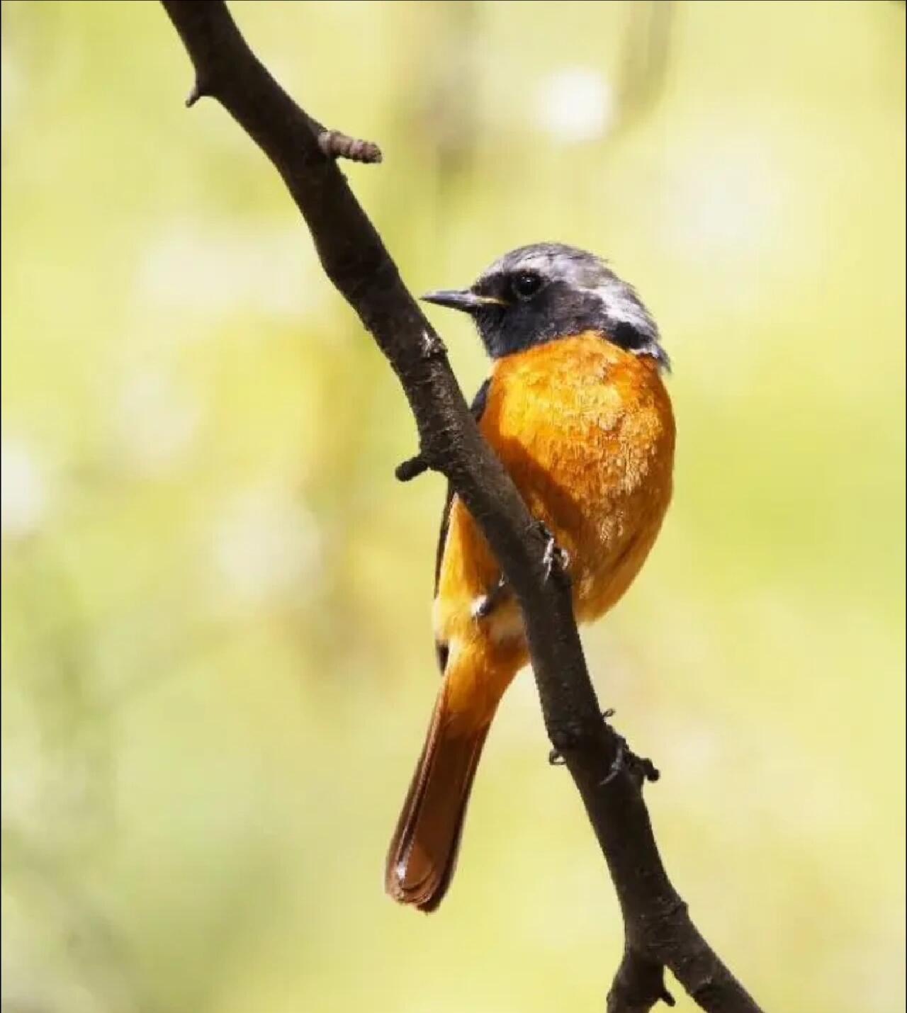北红尾鸲,又名火燕 今天阳光明媚,在小区里散步时,发现了这种漂亮的