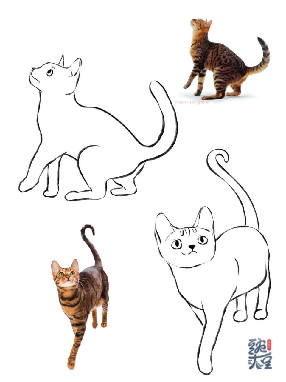 动物速写# #画猫# #画画的日常# #绘画学习# #猫# #速写