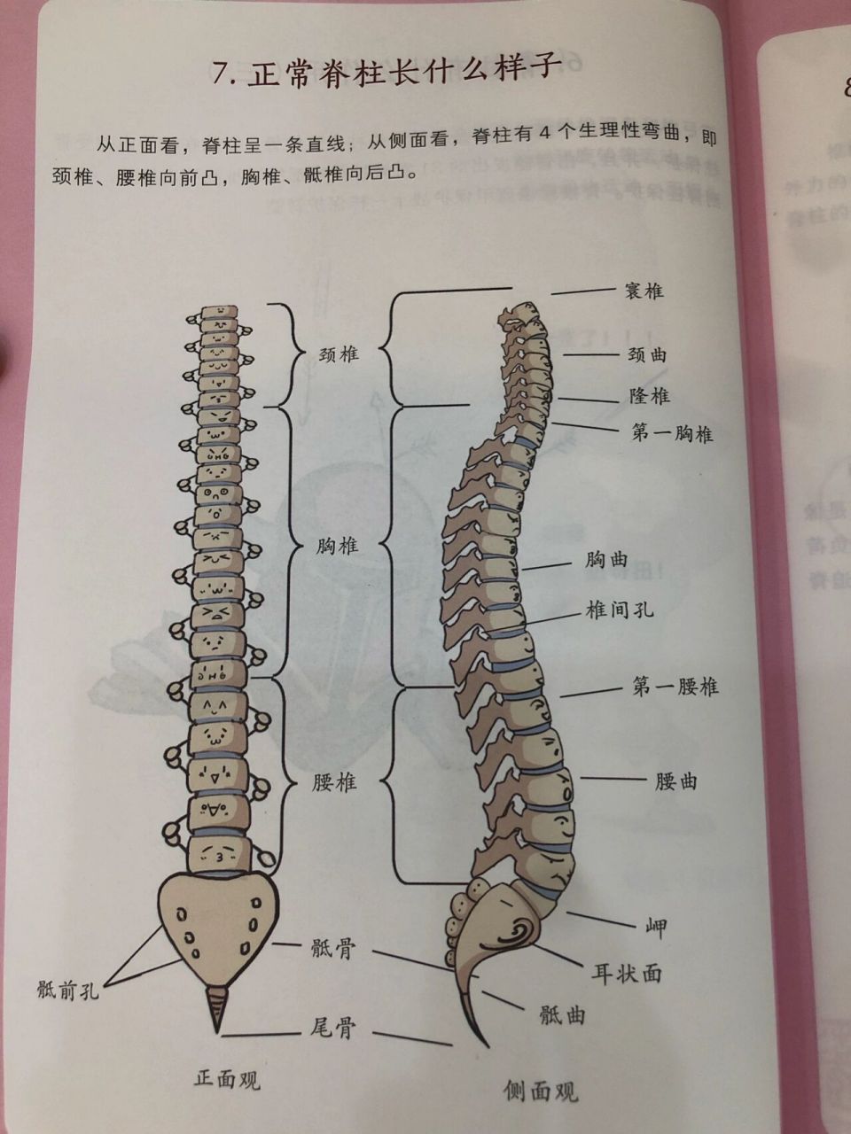 人体脊柱有多少块图片