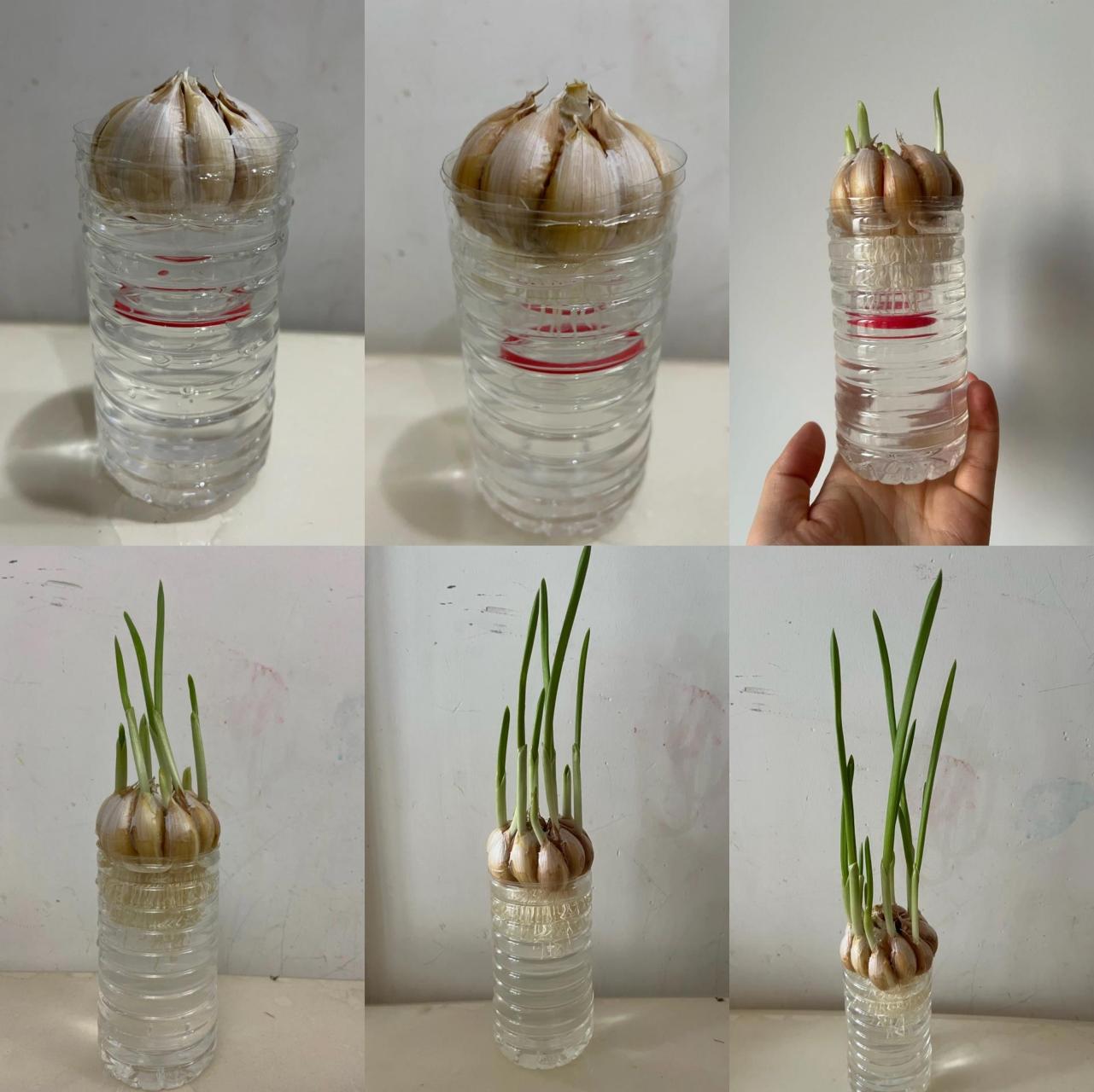 大蒜水培方法图解图片