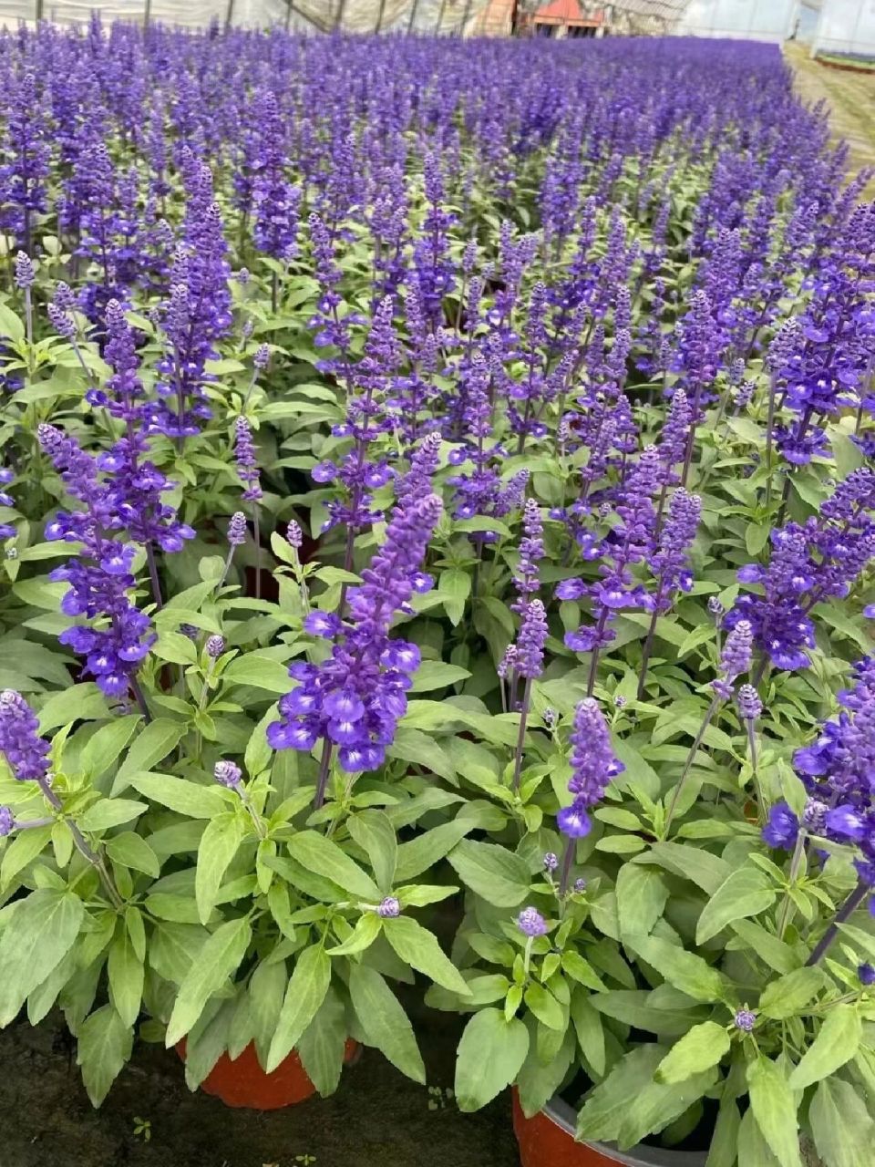 花境植物第17弹——萨丽芳鼠尾草 萨丽芳天蓝色超级鼠尾草一年生或