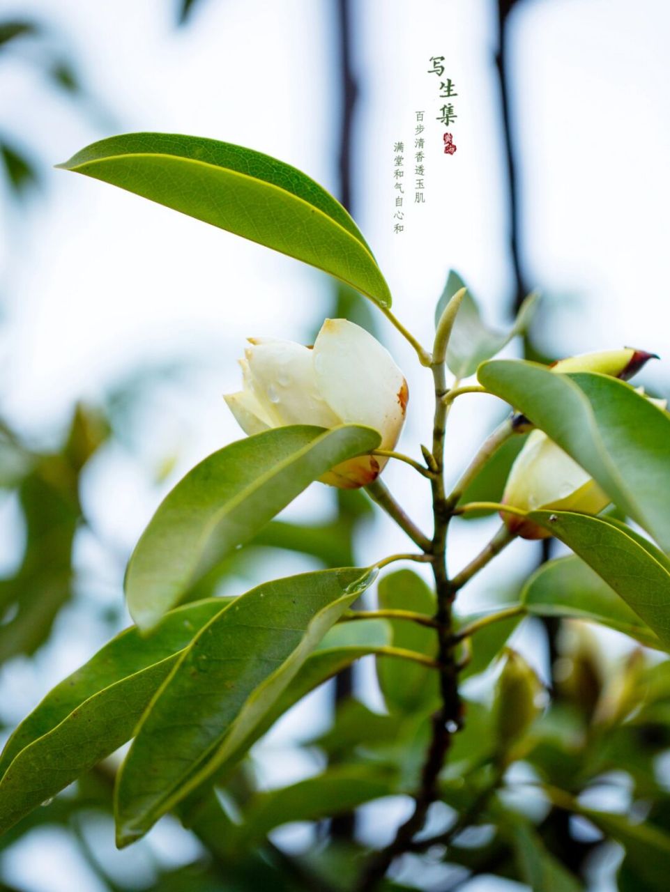 含笑花的寓意图片