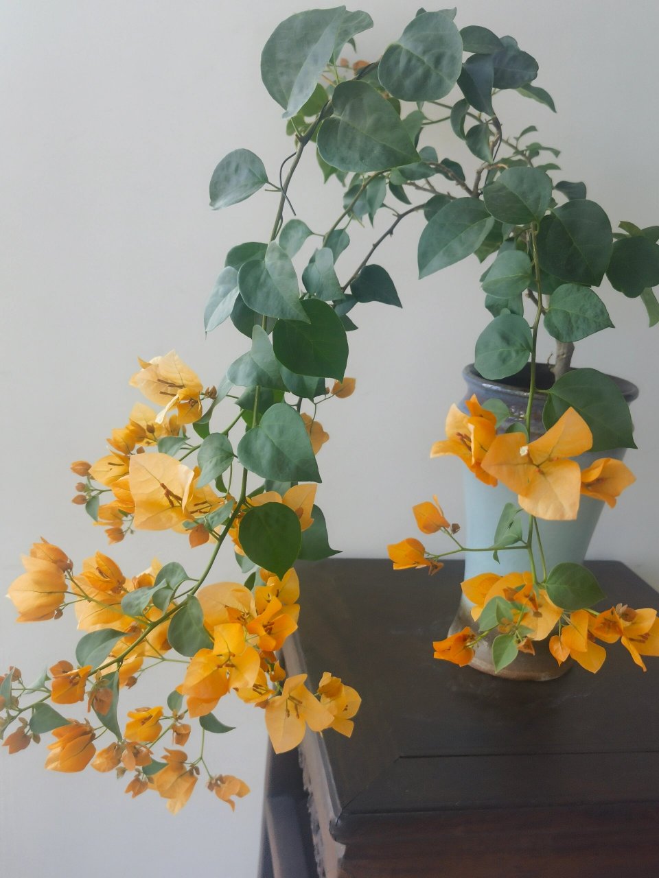 柠檬黄三角梅 初花,颜色有点深 最后两张图是两个月前的花后期,淡淡的