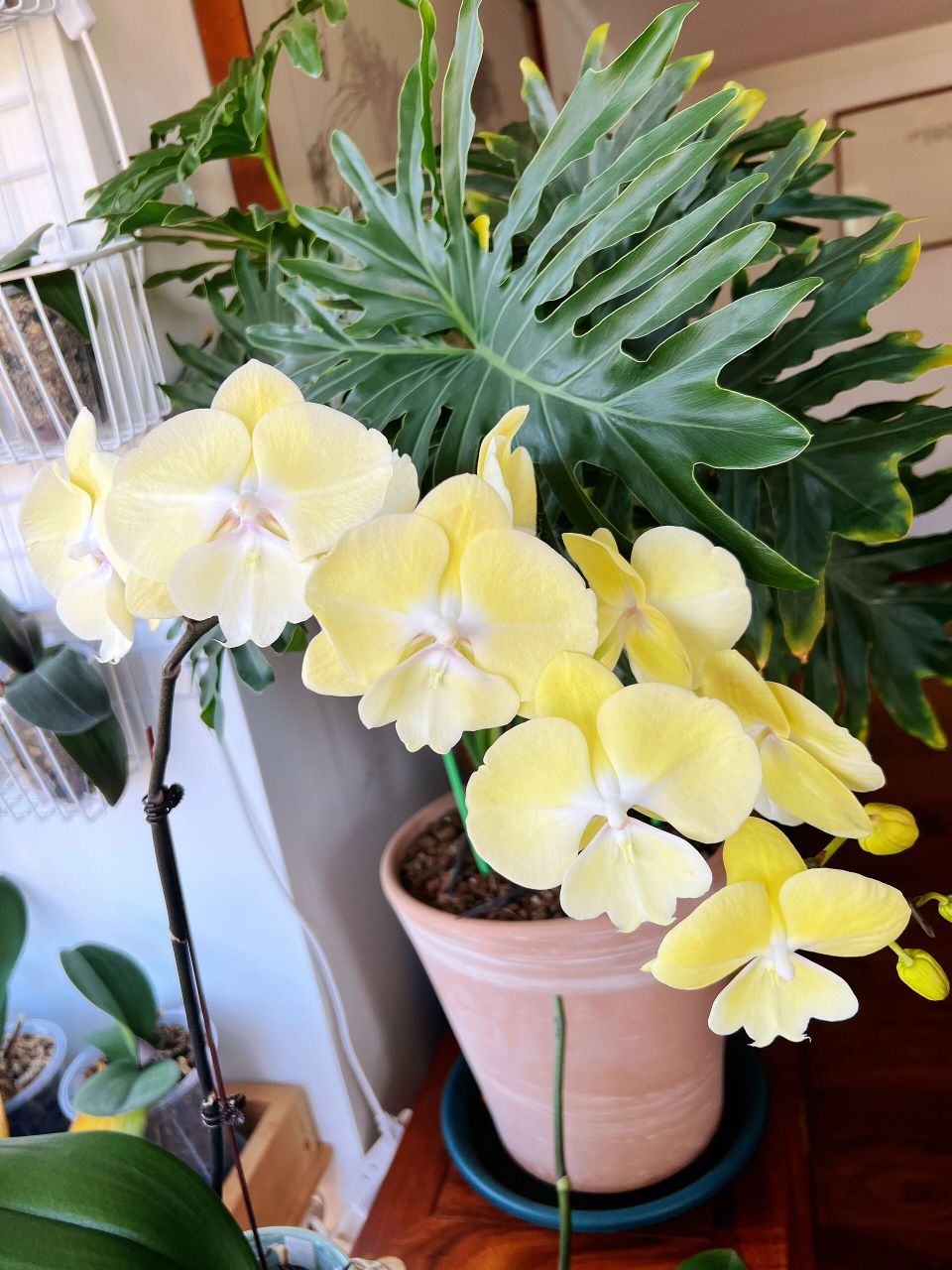 记录美好—大花蝴蝶兰"星月大舌头" 大花蝴蝶兰"星月大舌头",嫩黄嫩黄