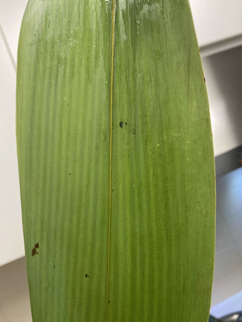 请大家帮忙看看这是不是返青粽叶 今天刚包好的粽子,就刷到了返青粽叶