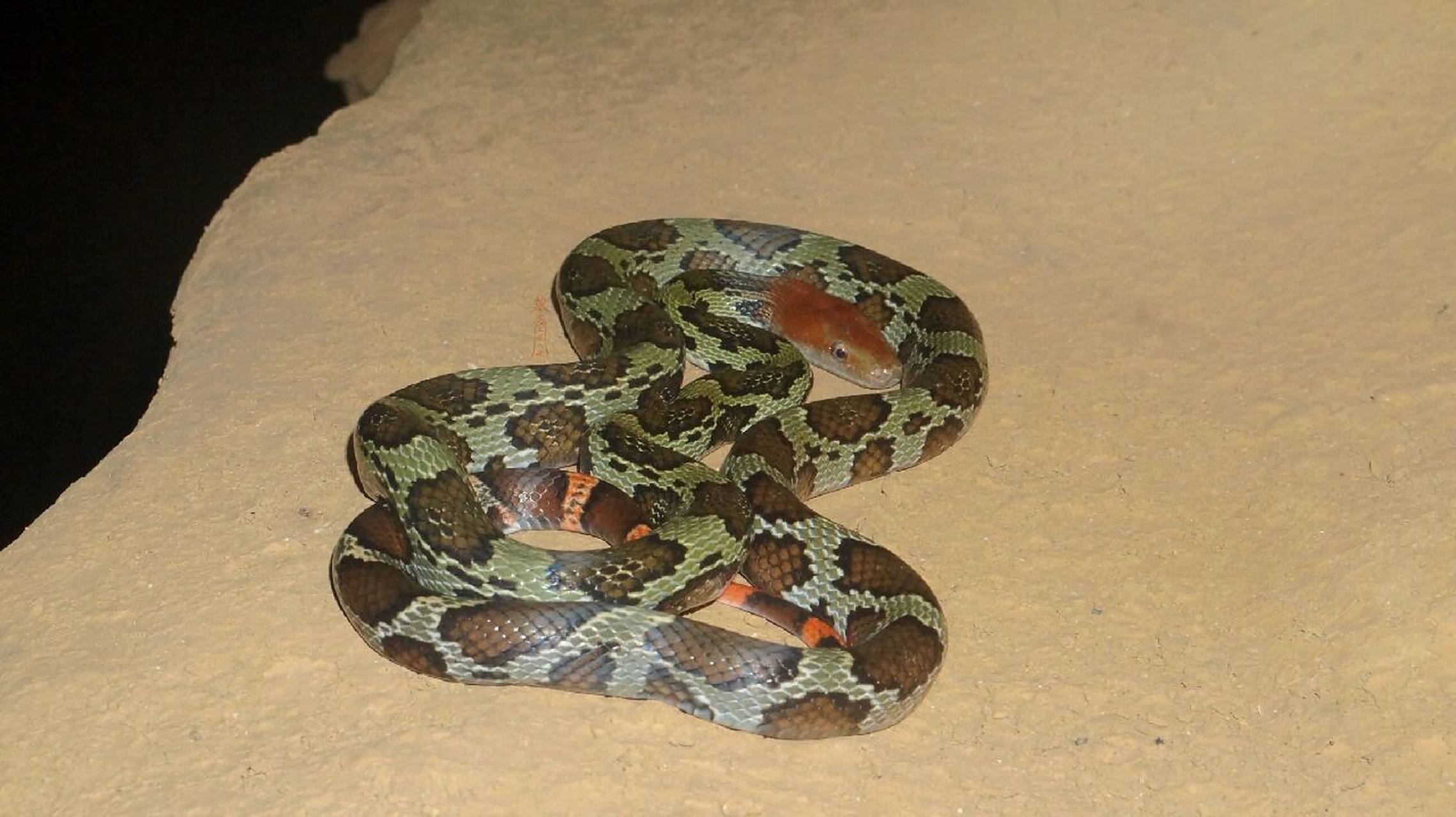 百花锦蛇(elaphe moellendorffi)