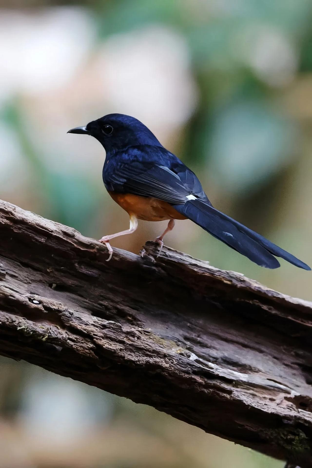 ◇白腰鹊鸲◇ (乙巳孟春,摄于勐腊么等新寨)
