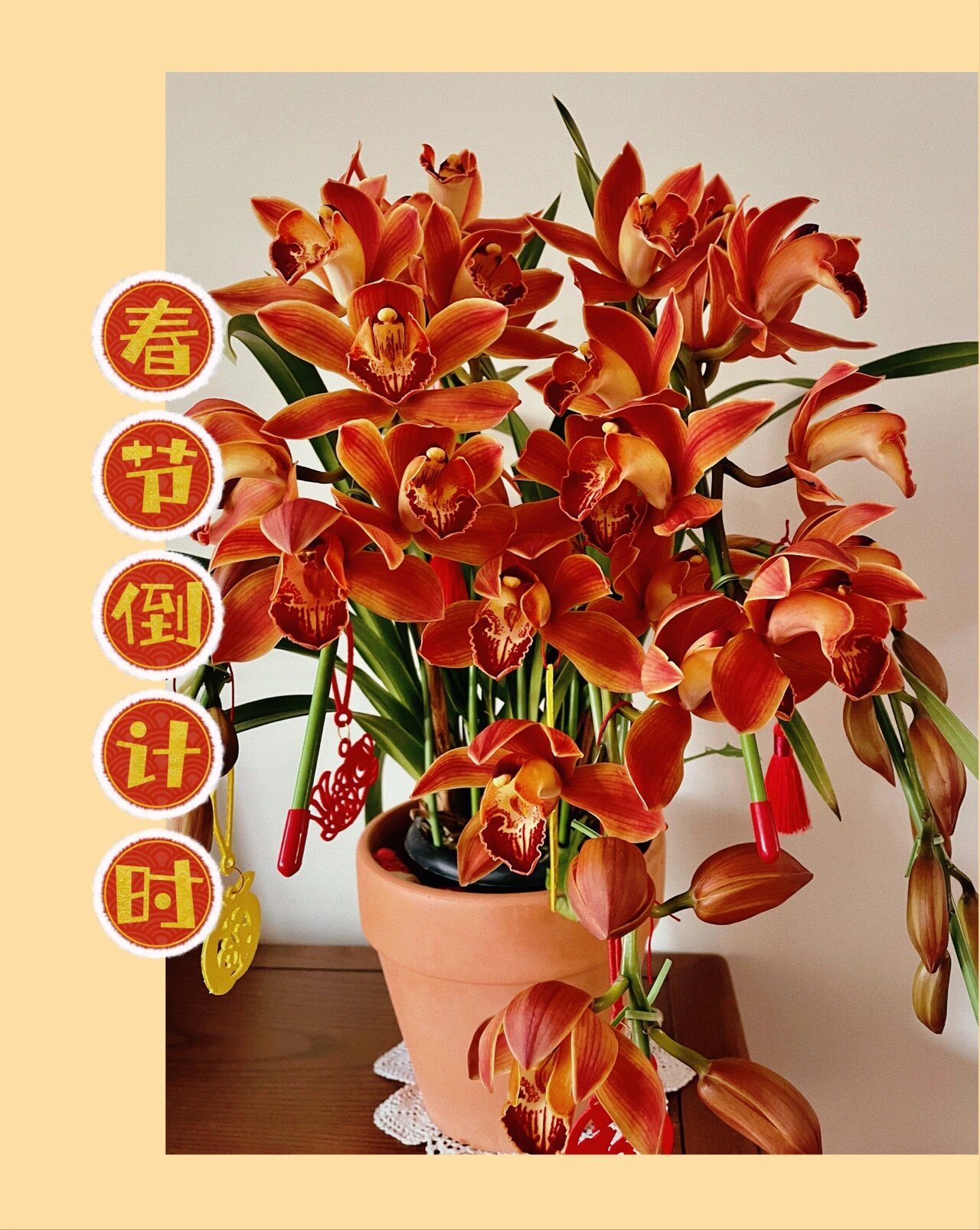 年宵花 大花蕙兰 火凤凰 红红火火年宵花 新年快乐6015