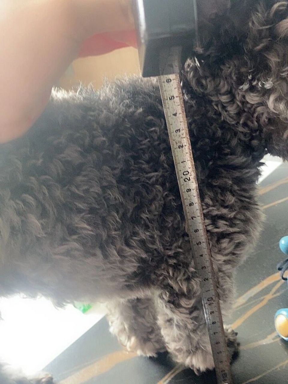 泰迪犬身高体重对照表图片