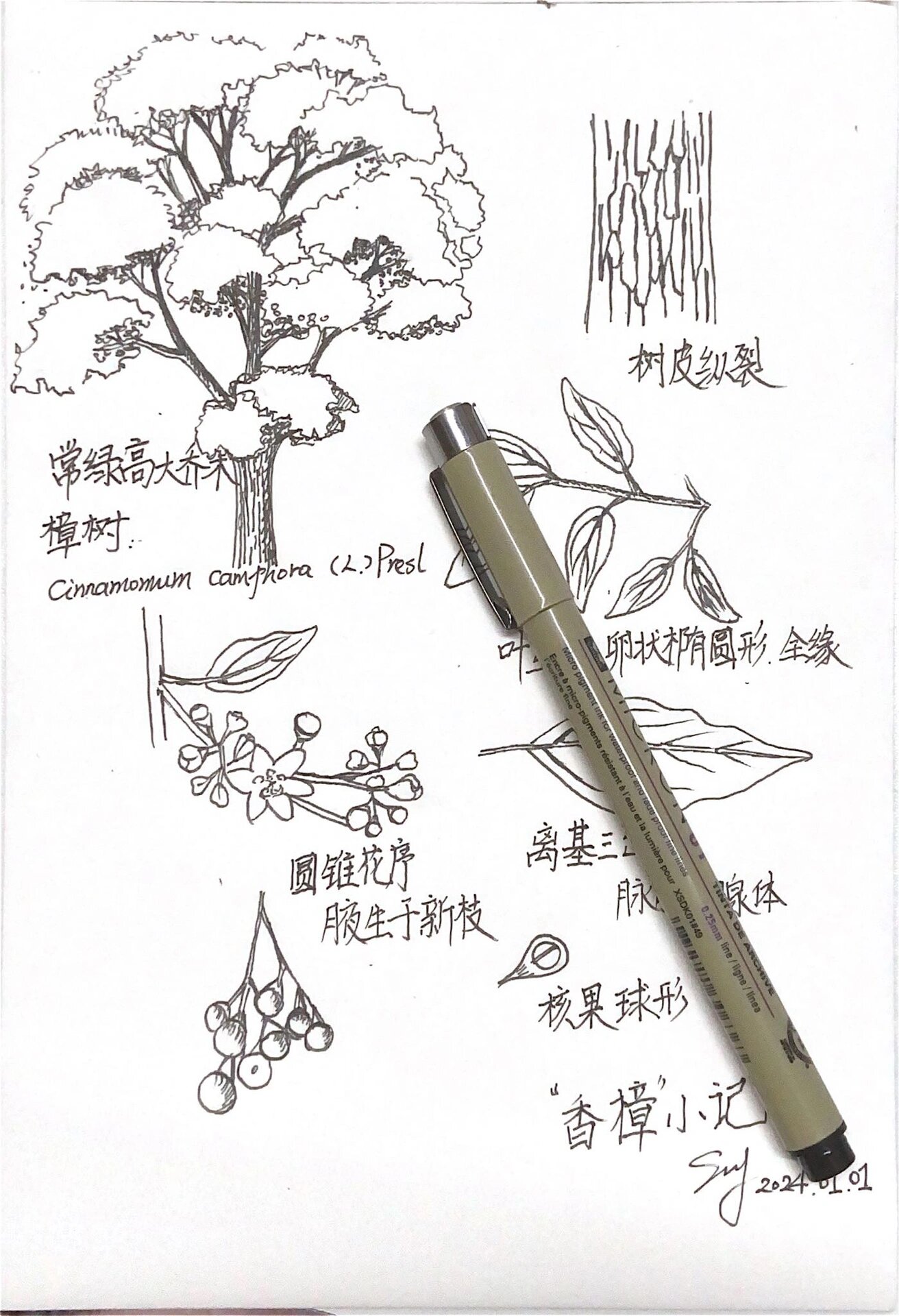 香樟花简笔画图片