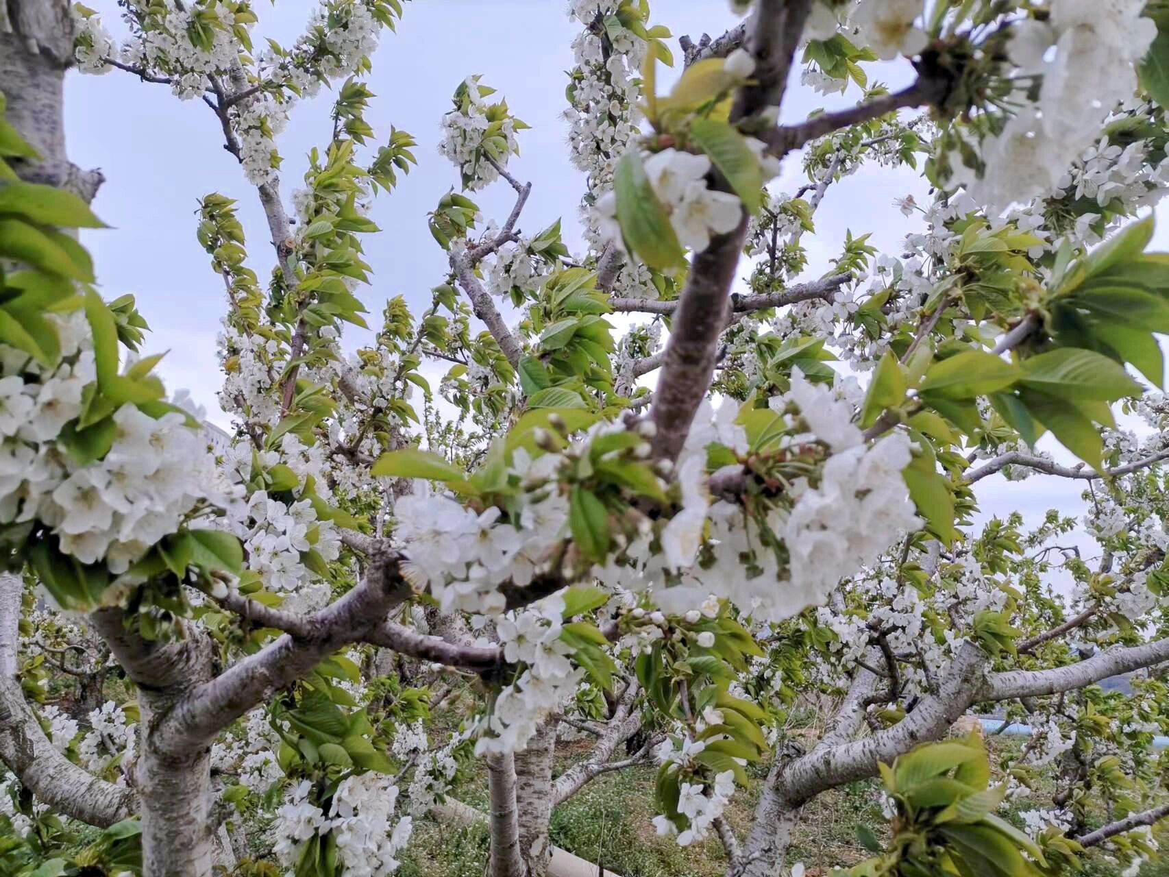 车厘子树花的图片图片