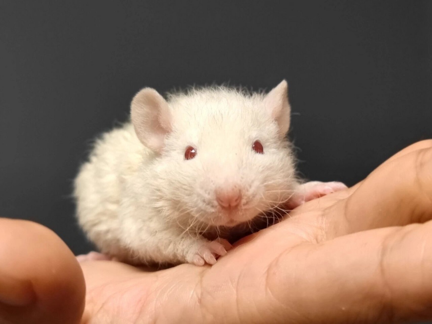 如何区分暹罗和金色花枝鼠 如何区分暹罗和金色花枝鼠 看图,上头一排