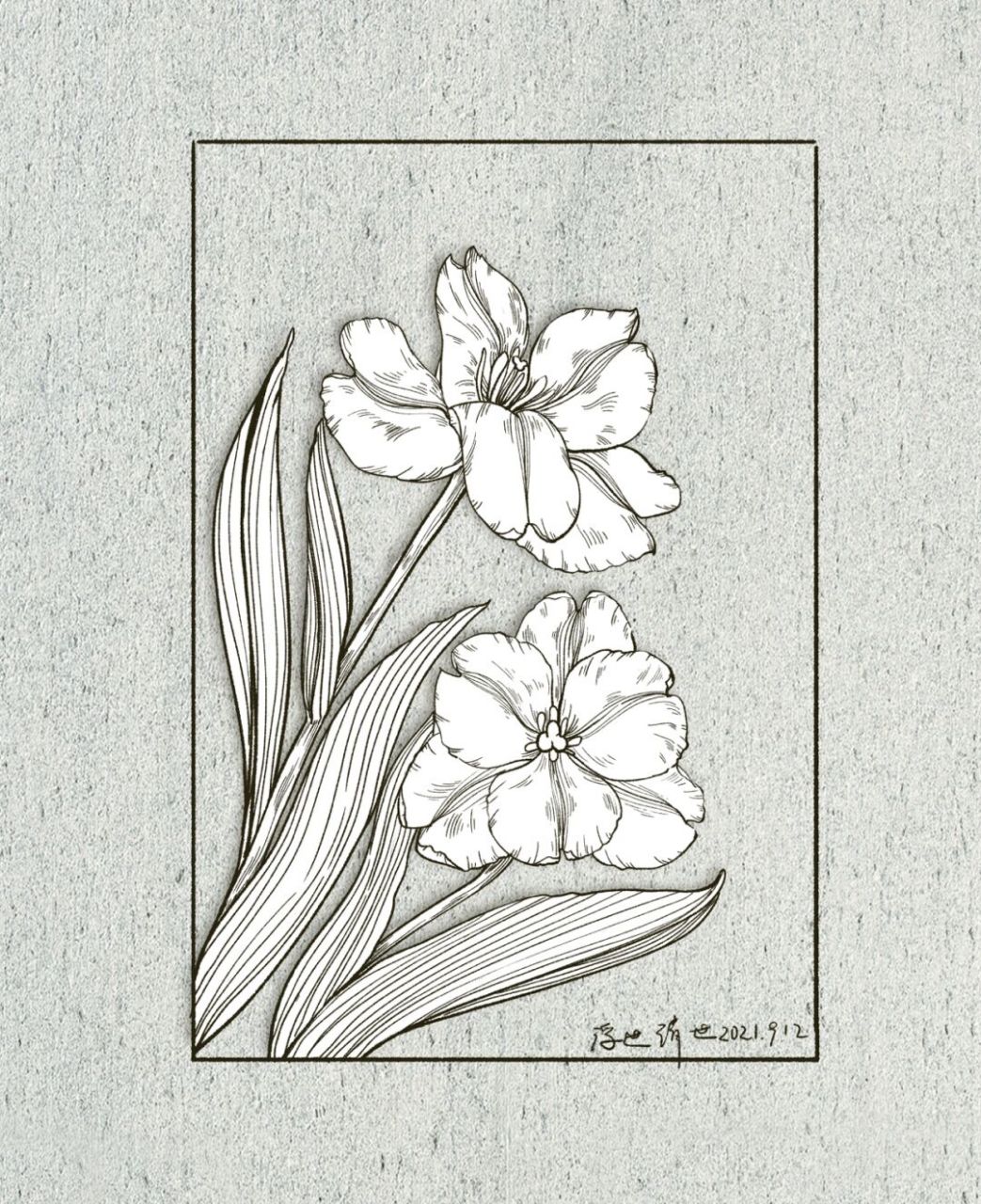 坚持100张线稿练习/37|荷兰郁金香 一朵郁金香 你今天也画画了吗02.