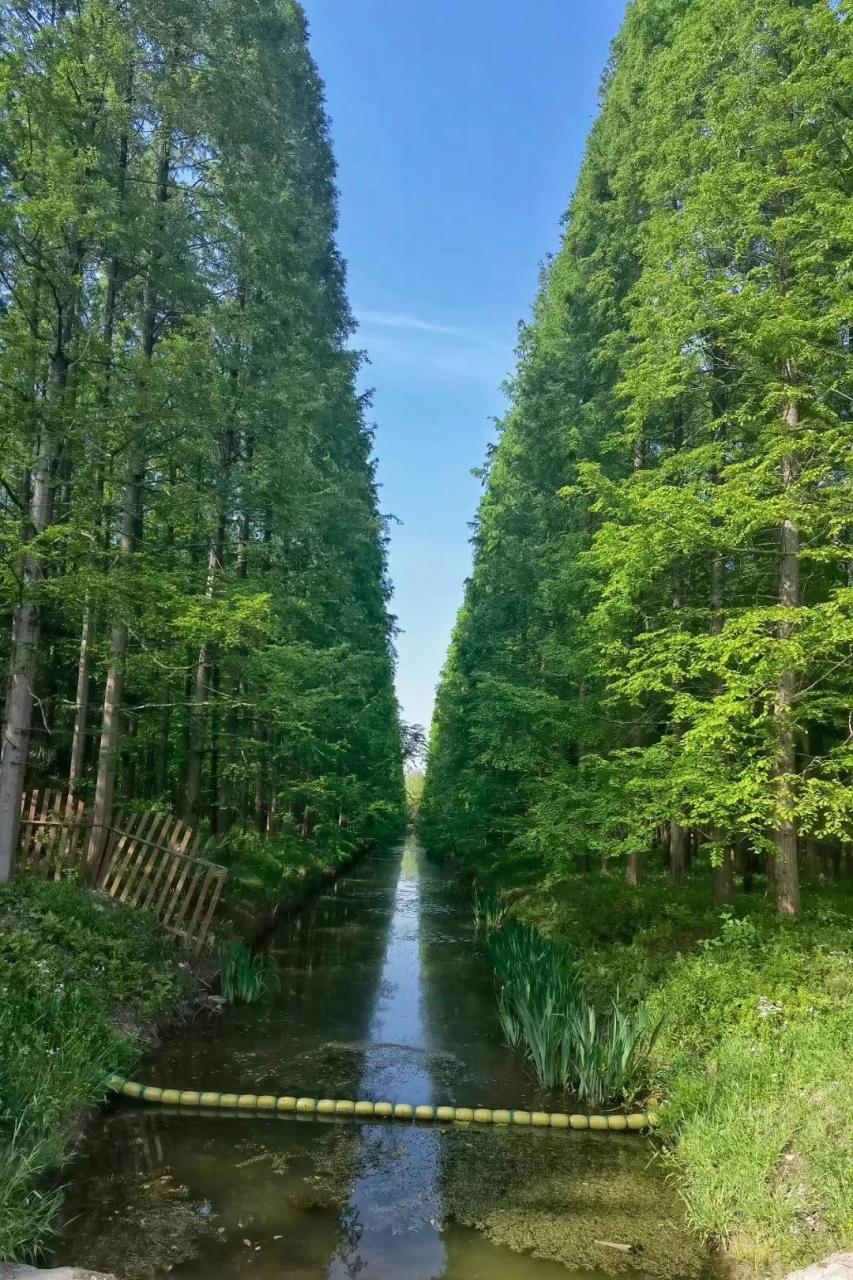 上海崇明东平国家森林公园,面积很大,有5400多亩,华东地区最大的人造