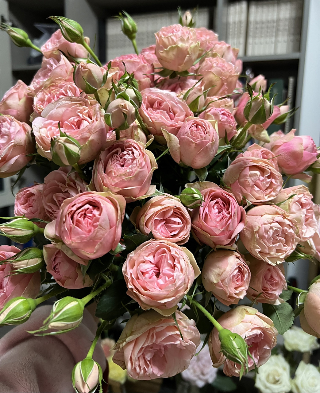 多头玛丽公主. 胭脂粉色,有的颜色更深,像本地红瓤花捻的红瓤.