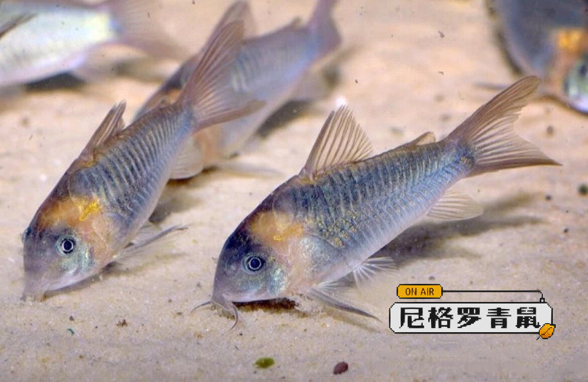 别称:尼青鼠 尼青鼠原产于南美洲亚马逊河和尼格罗河流域,成鱼体长5cm