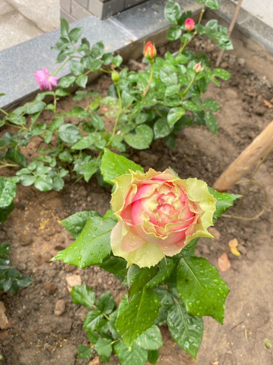 火龙果 | 我敬你是个铁头 火龙果月季 花如其名 沉甸甸的大脑袋 仿佛