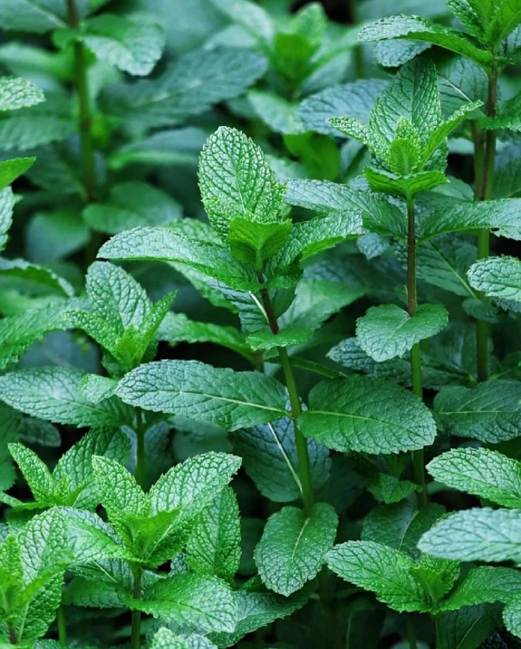 鱼香菜与薄荷 鱼香菜叶面光滑,薄荷叶面有绒毛,前者味浓,后者清淡些.
