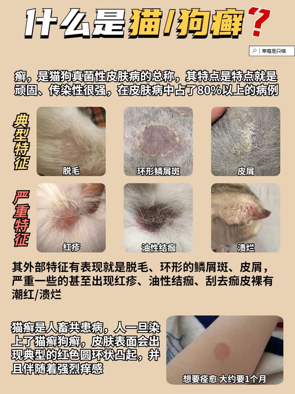 癣,是猫狗真菌性皮肤病的总称,其特点是特点就是顽固,传染性很强,在