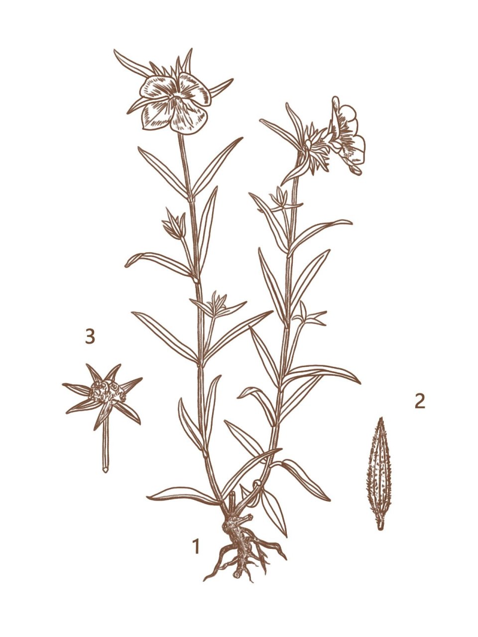 每日一味中草药  天香炉(金锦香)金钟草 天香炉(金锦香) 别名:金钟草
