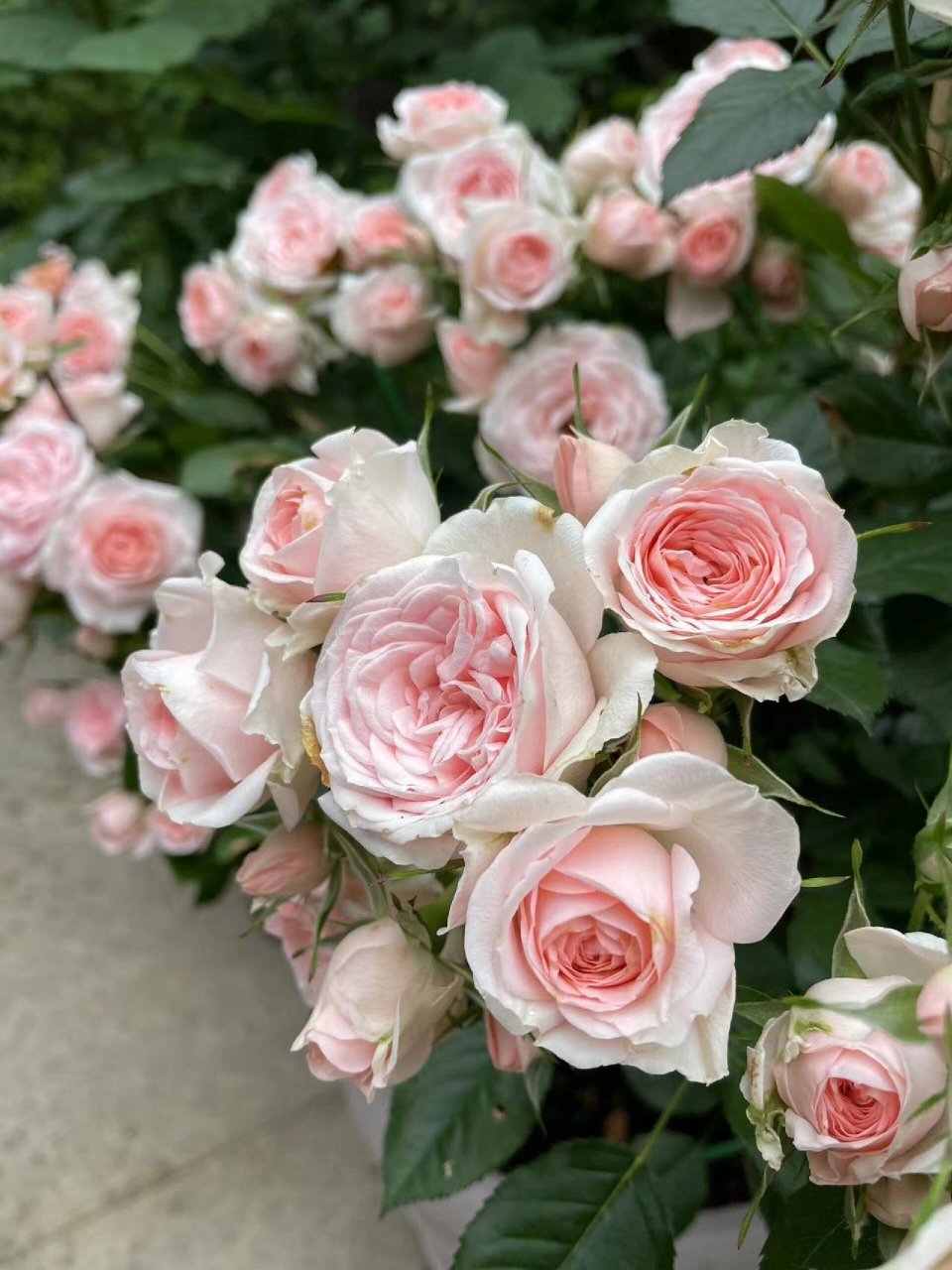 诗人科德娜月季多头到密集恐惧 每天去邻居院子里看月季