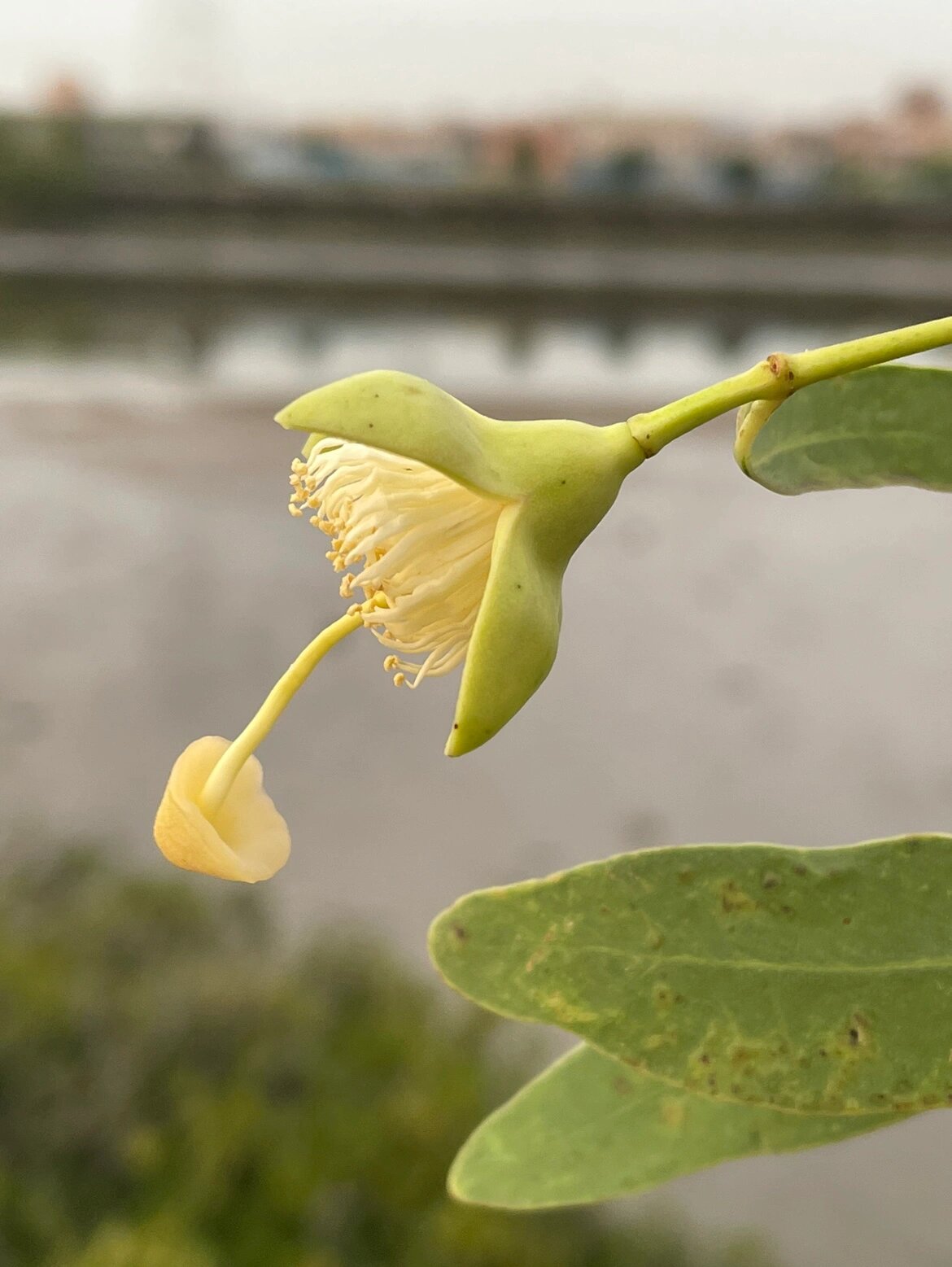 花芯象一朵新鲜金针菇的花 无瓣海桑花