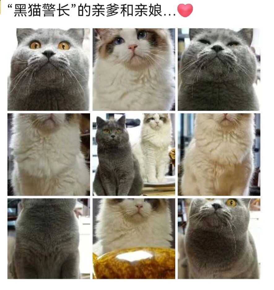 布偶和蓝猫配出来图片