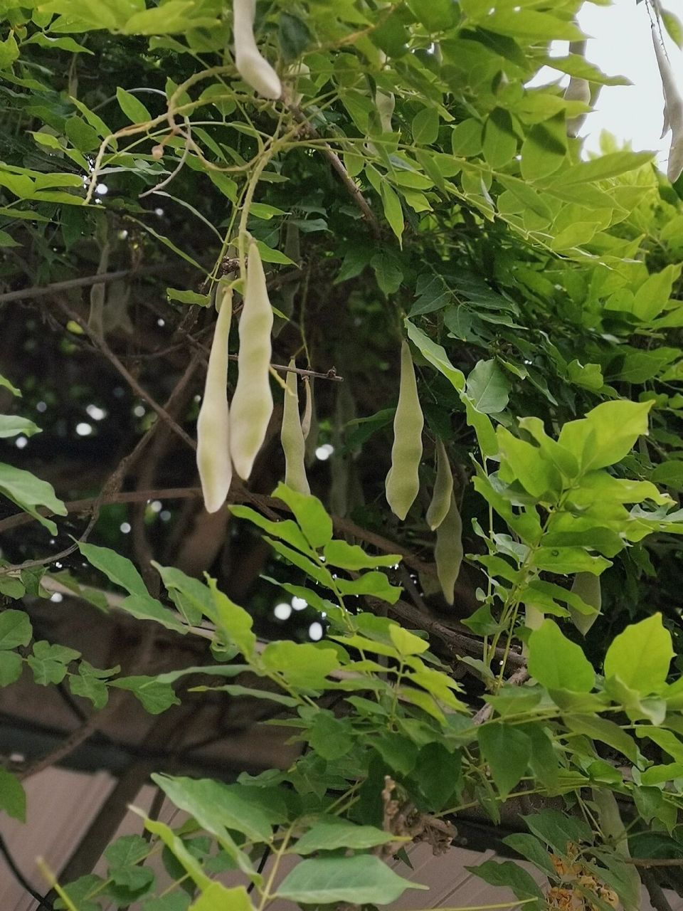 紫藤的果实