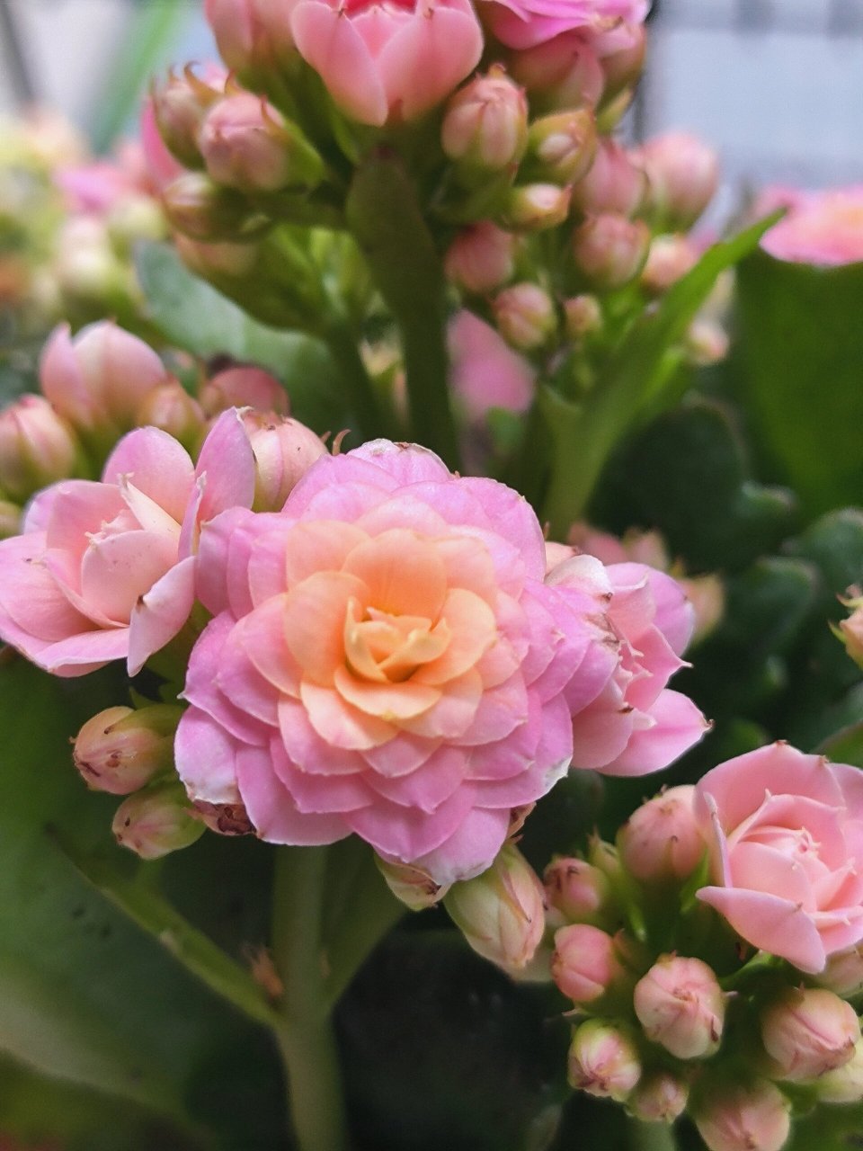 长寿花劳瑞拉 花心由橙变粉再变白.就是消苞太厉害.花还是很喜欢的