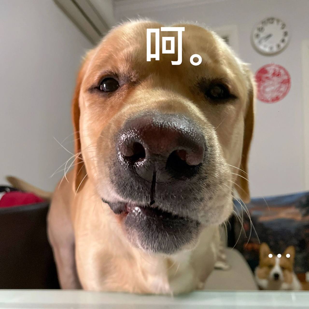 交出你家狗子的表情包    我先来!