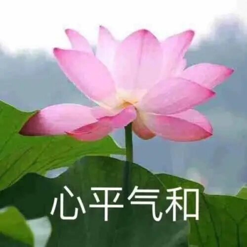带字荷花图系列一‖心平气和