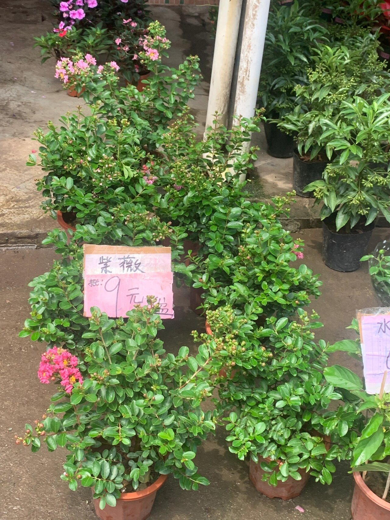 26日广州最大花卉市场更新 这是广州最大的花卉市场,位于广州滘口,有