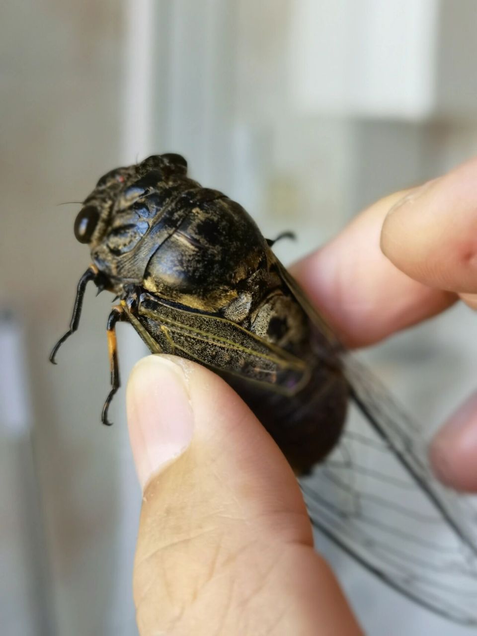 关于一只蝉的朋友圈 一只长得像槟榔的蝉,发出的声音好大!  日常