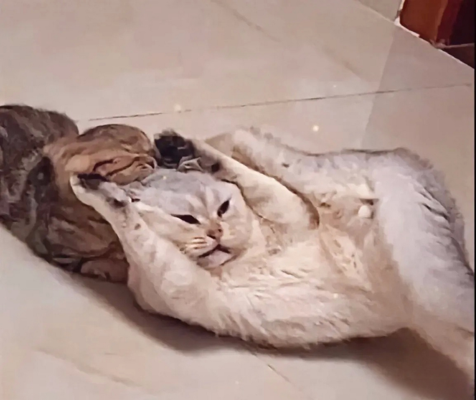 原来猫咪打架也会薅头发,打输了也会不开心!