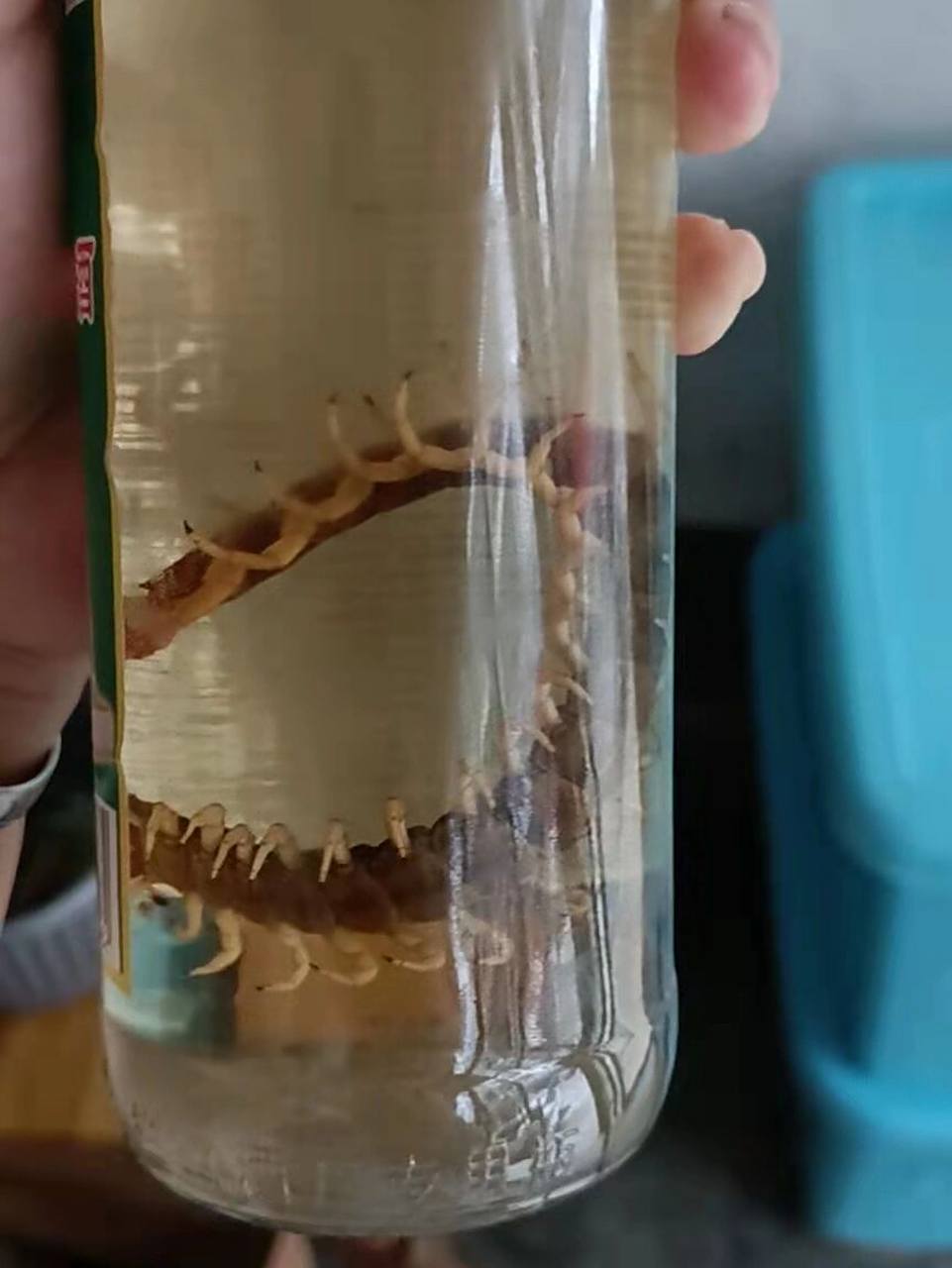 蜈蚣泡酒,有人敢喝吗