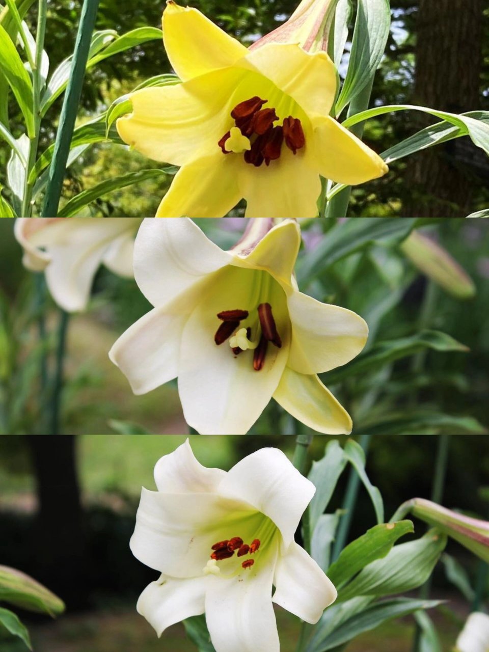 野百合-布朗百合(龙牙百合原种) lilium brownii,会转色的野百合,分布