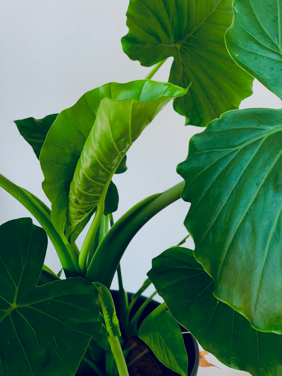 滴·水观音 养护收藏版95 超开心,又舒展新叶子了!