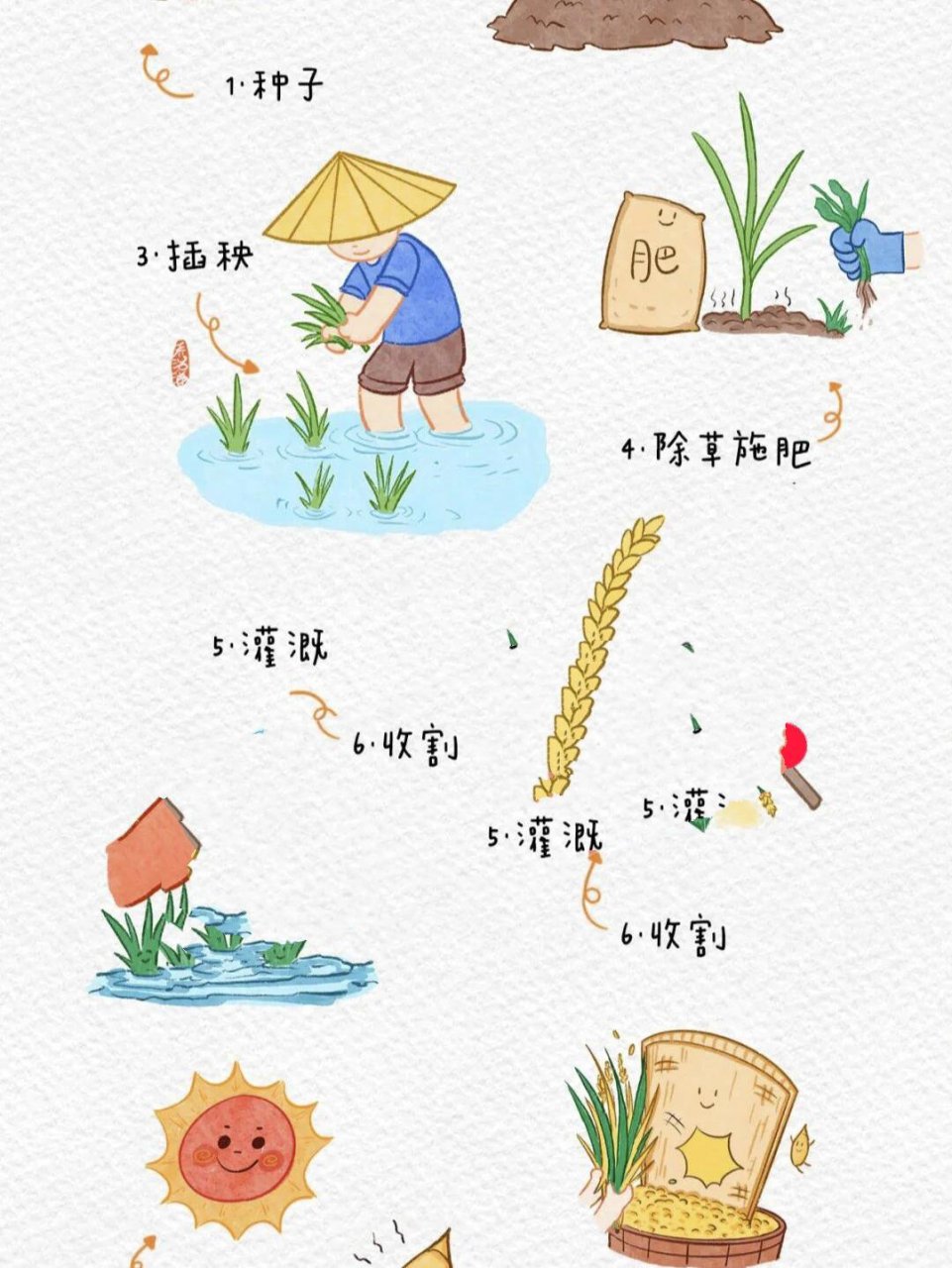 水稻的生长过程《吃得香长大的棒》主题