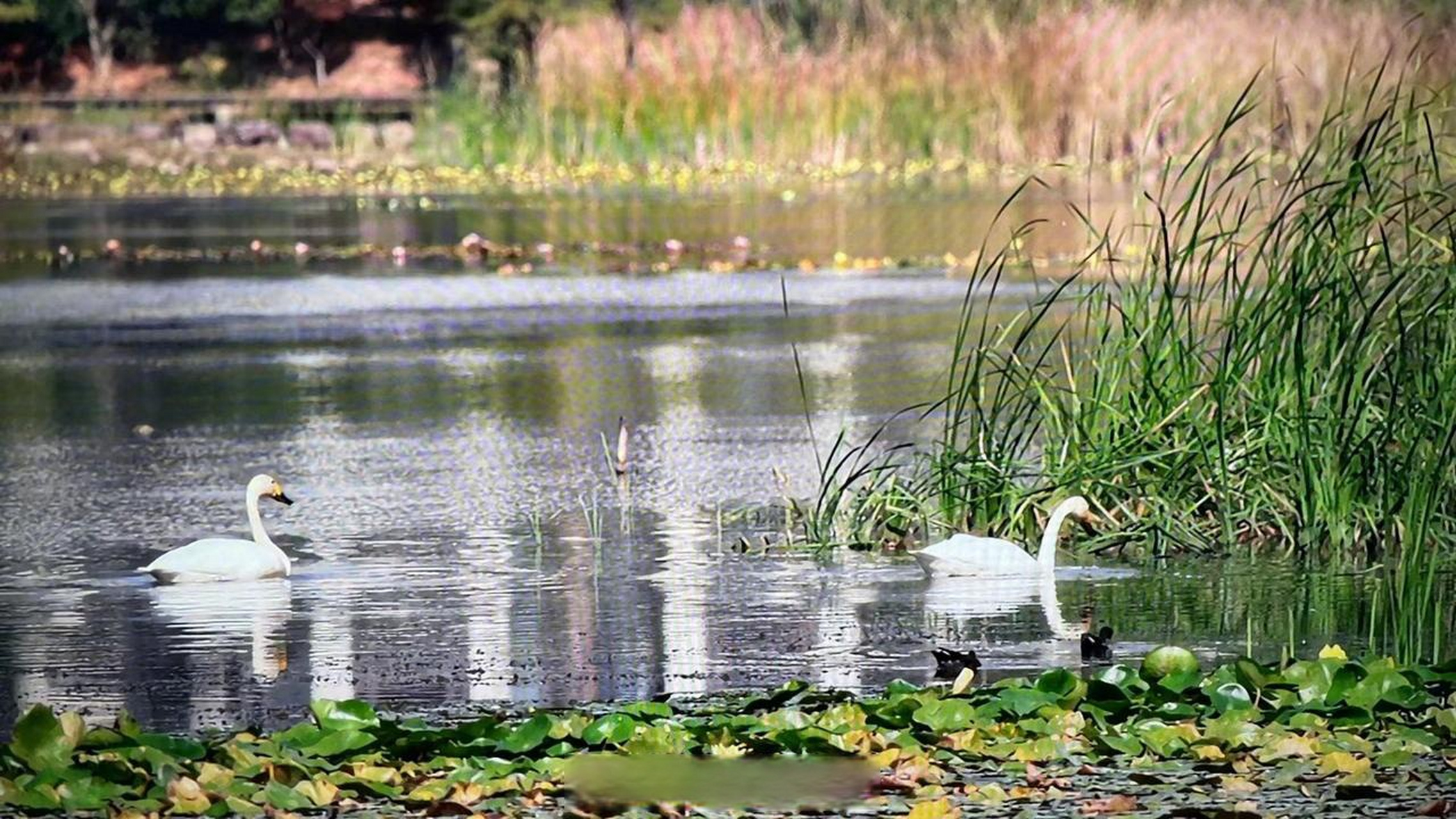 【长沙梅溪湖来了一对小天鹅】"几天前,我看到湖里有一对大型水鸟.